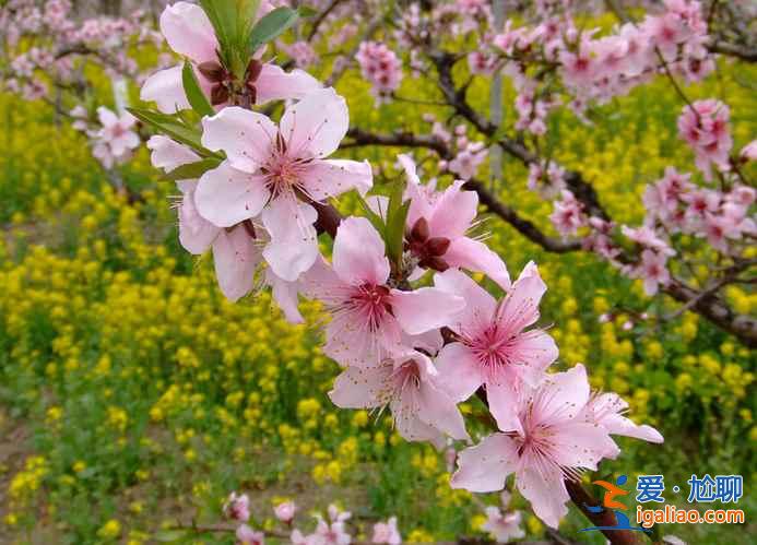 2017南匯桃花節(jié)地址、門票，2017南匯桃花節(jié)？