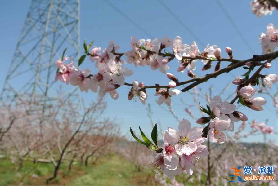 龍泉桃花溝門票價格是多少,龍泉桃花溝交通信息? 龍泉桃花溝門票價格是多少,龍泉桃花溝交通信息?