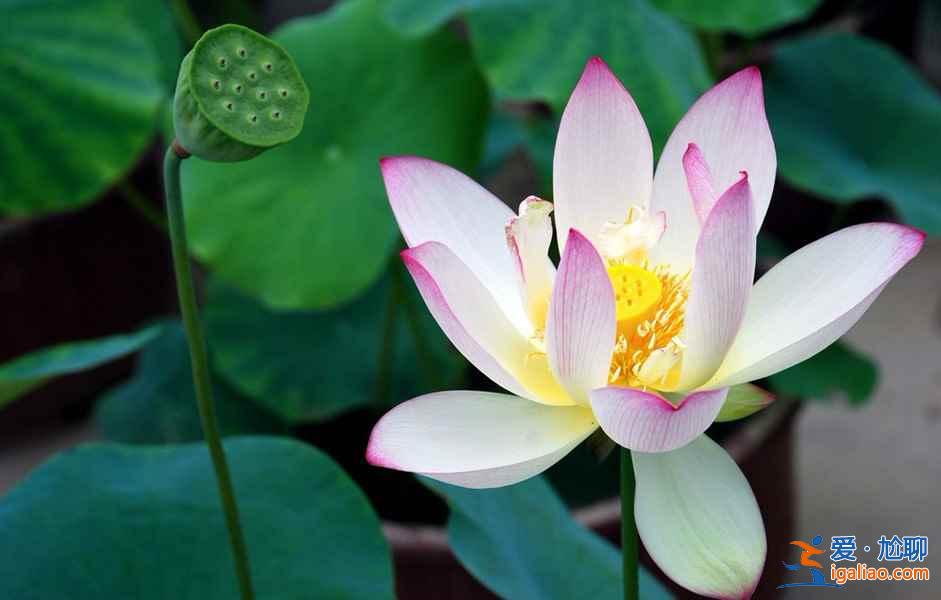 北京去哪看荷花，2019北京哪些公園可以看荷花？