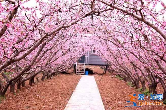 【春天去哪看桃花】2017國內賞桃花7大好去處？