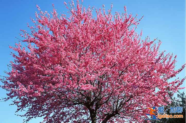 【紹興桃花節】2017紹興桃花節時間、地點、門票，2017紹興桃花節？