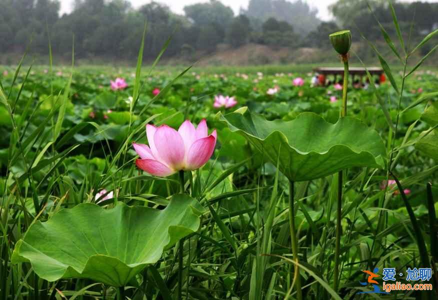北京去哪看荷花，2019北京哪些公園可以看荷花？