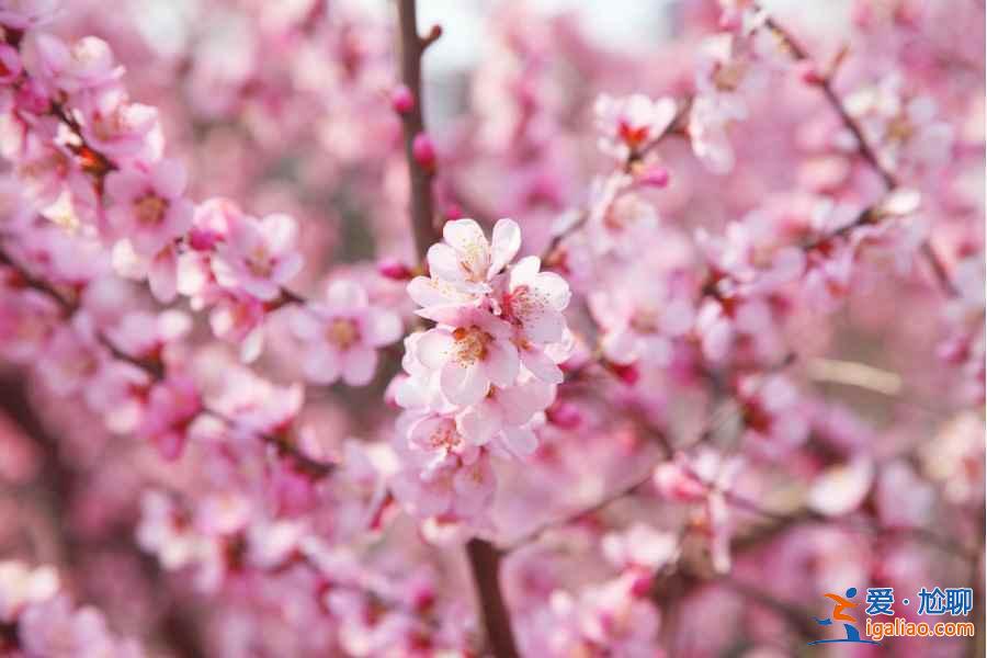 【紹興桃花節】2017紹興桃花節時間、地點、門票，2017紹興桃花節？