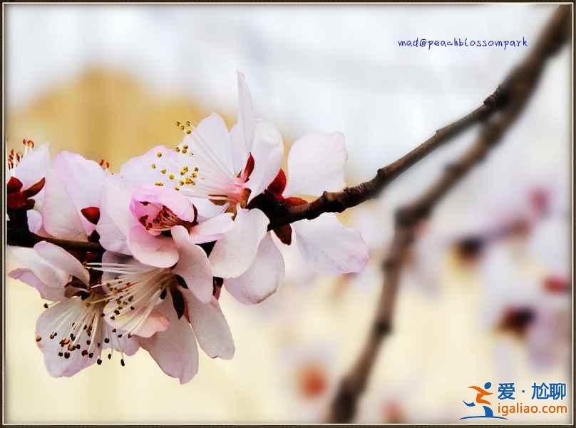 【紹興桃花節】2017紹興桃花節時間、地點、門票，2017紹興桃花節？