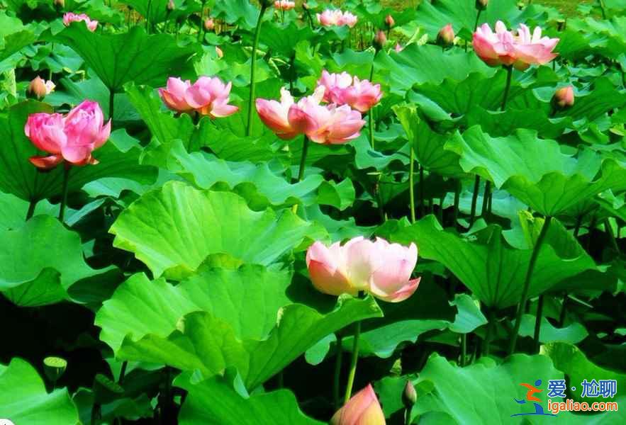 北京去哪看荷花，2019北京哪些公園可以看荷花？