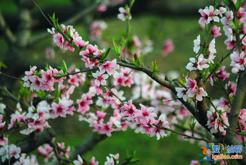 【春天去哪看桃花】2017國內賞桃花7大好去處？