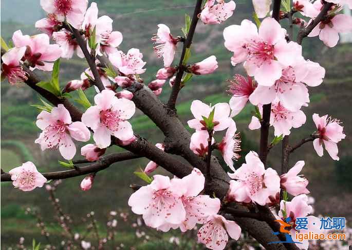 【春天去哪看桃花】2017國內賞桃花7大好去處？