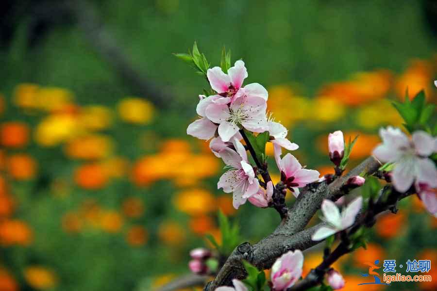【春天去哪看桃花】2017國內賞桃花7大好去處？