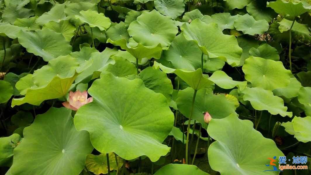 北京去哪看荷花，2019北京哪些公園可以看荷花？