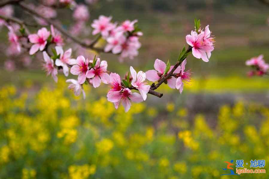 中國最美十大桃花“劫”，人見人愛！？