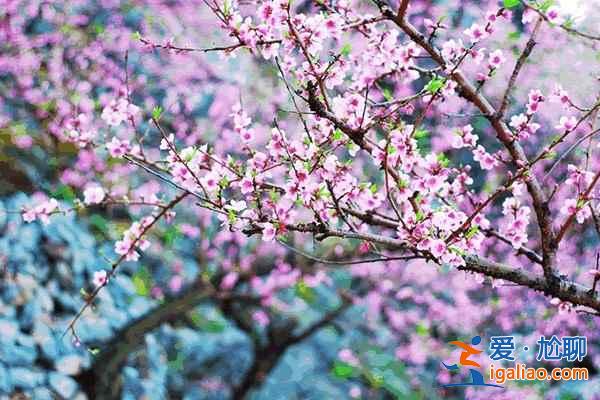 中國最美十大桃花“劫”，人見人愛！？