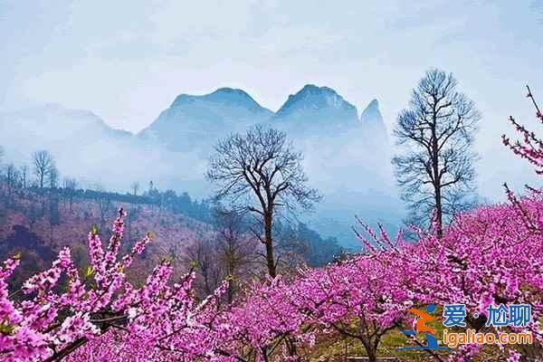 中國最美十大桃花“劫”，人見人愛！？