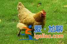 竹蓀燉雞？