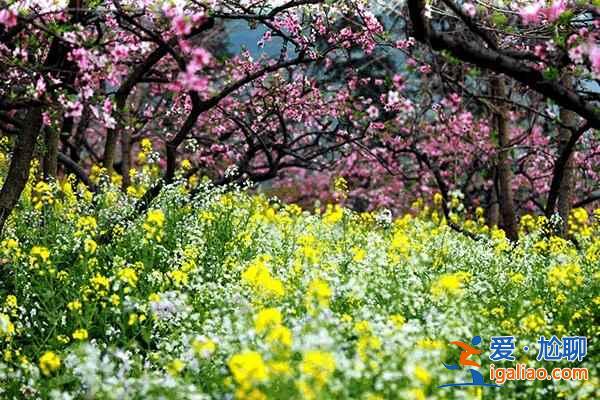 中國最美十大桃花“劫”，人見人愛！？