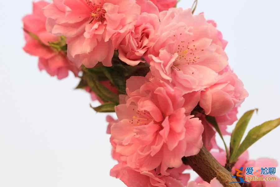 中國最美十大桃花“劫”，人見人愛！？