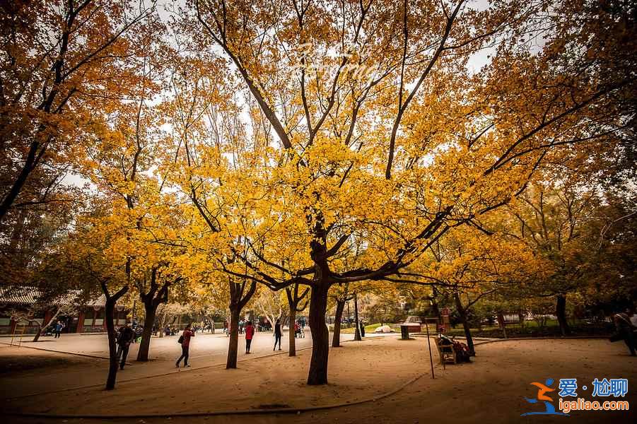 【地壇公園銀杏大道】地壇公園銀杏樹,2018北京地壇公園銀杏好看嗎? 【地壇公園銀杏大道】地壇公園銀杏樹,2018北京地壇公園銀杏好看嗎?
