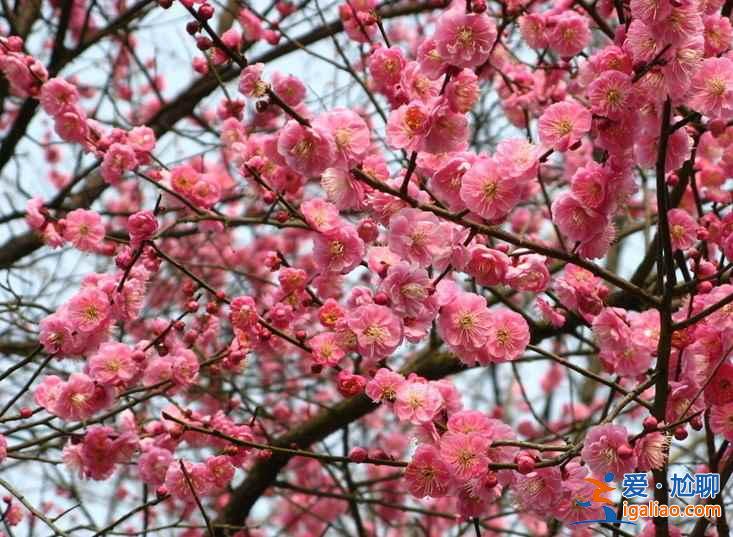 南京梅花山門票，南京梅花山怎么去？
