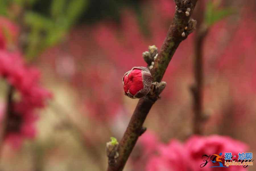 中國最美十大桃花“劫”，人見人愛！？