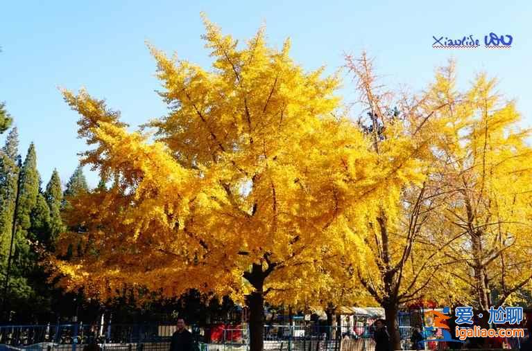 【地壇公園銀杏大道】地壇公園銀杏樹,2018北京地壇公園銀杏好看嗎? 【地壇公園銀杏大道】地壇公園銀杏樹,2018北京地壇公園銀杏好看嗎?