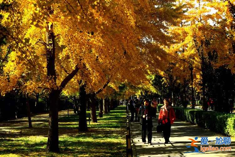 【地壇公園銀杏大道】地壇公園銀杏樹,2018北京地壇公園銀杏好看嗎? 【地壇公園銀杏大道】地壇公園銀杏樹,2018北京地壇公園銀杏好看嗎?