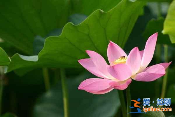 2018金湖荷花節(jié),金湖荷花蕩在哪—門票,金湖荷花藝術(shù)節(jié)? 2018金湖荷花節(jié),金湖荷花蕩在哪—門票,金湖荷花藝術(shù)節(jié)?