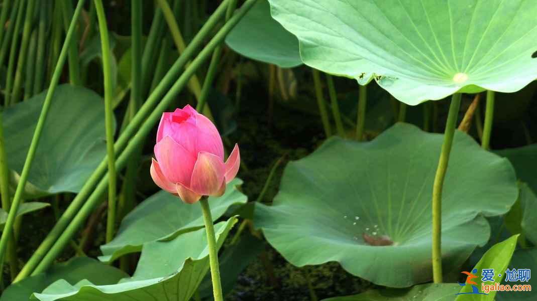 2018金湖荷花節(jié),金湖荷花蕩在哪—門票,金湖荷花藝術(shù)節(jié)? 2018金湖荷花節(jié),金湖荷花蕩在哪—門票,金湖荷花藝術(shù)節(jié)?
