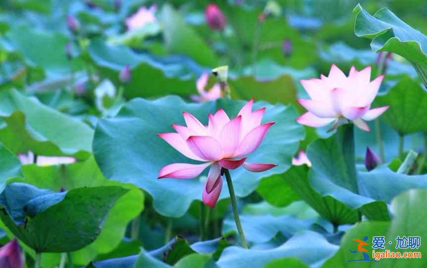 橋頭荷花節什么時候開始，2018橋頭荷花節時間？
