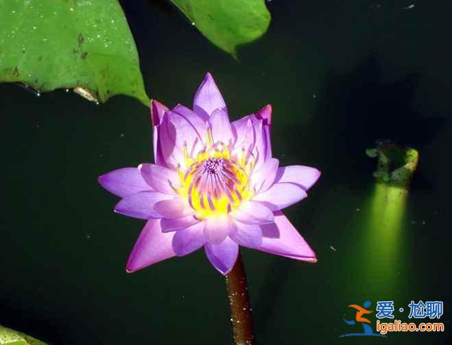 2018杭州荷花什么時候開,杭州荷花開了嗎？