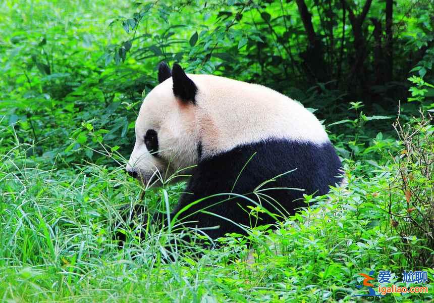 去成都，這幾件事一定要做！？