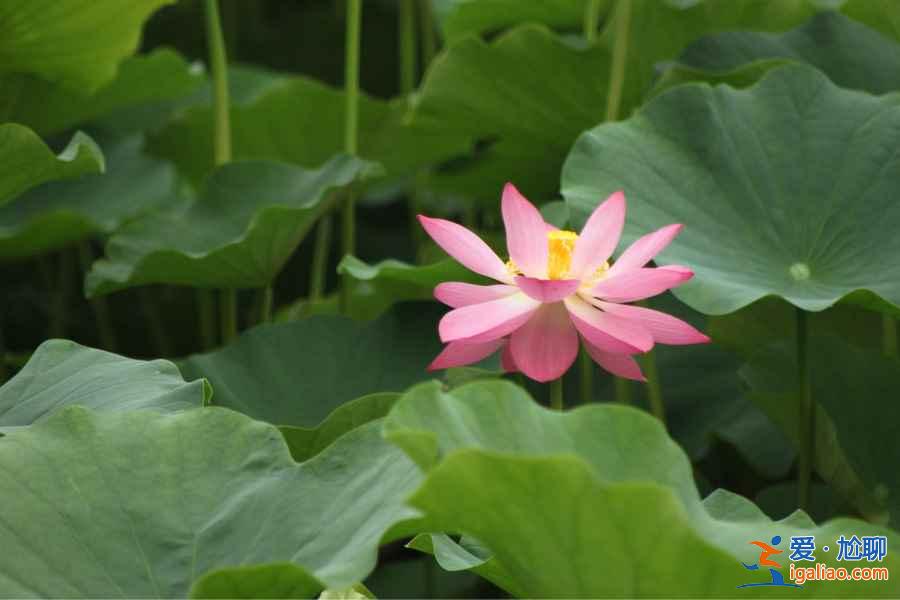 2018杭州荷花什么時候開,杭州荷花開了嗎？