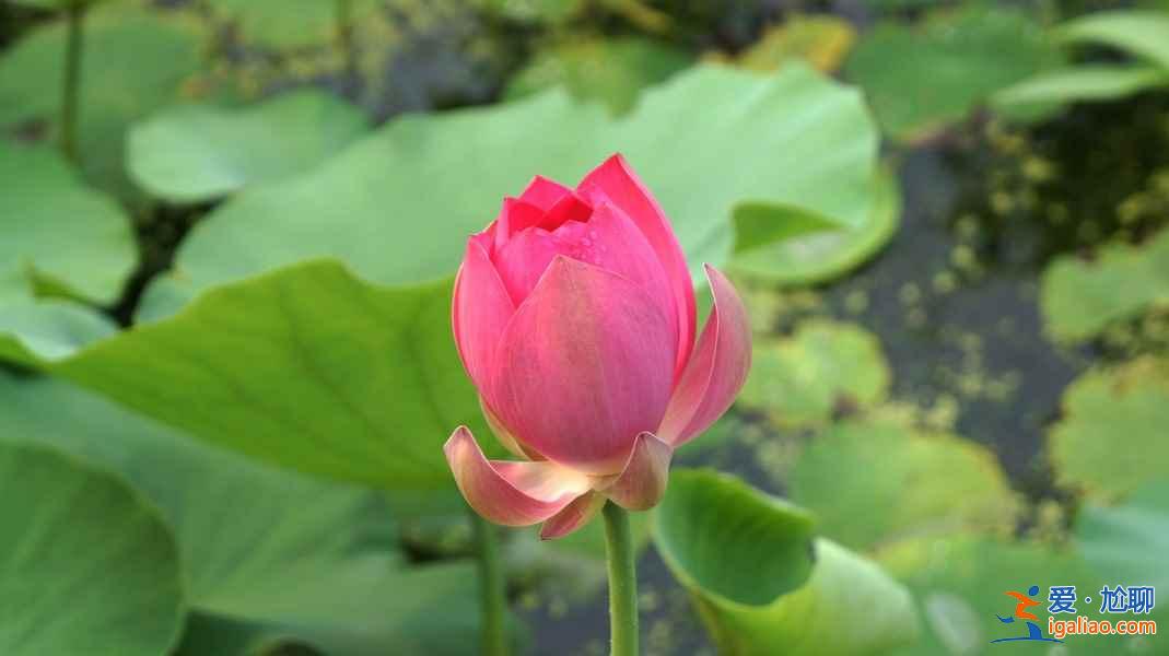 2018杭州荷花什么時候開,杭州荷花開了嗎？
