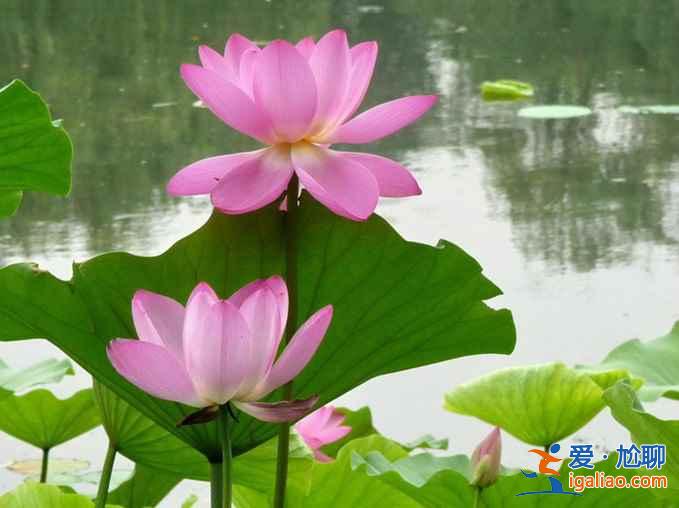 2018杭州荷花什么時候開,杭州荷花開了嗎？