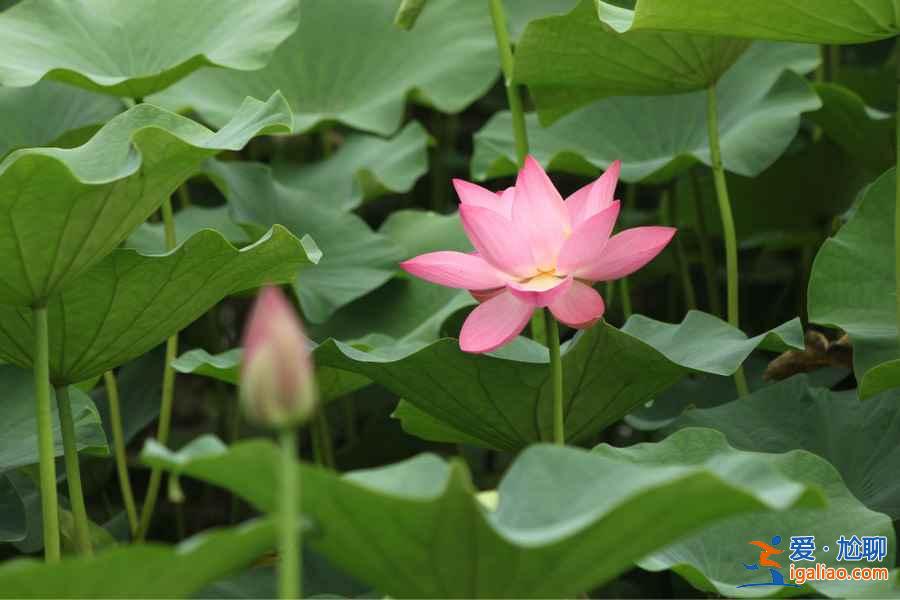 2018杭州荷花什么時候開,杭州荷花開了嗎？