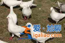 鴿子湯的做法大全？