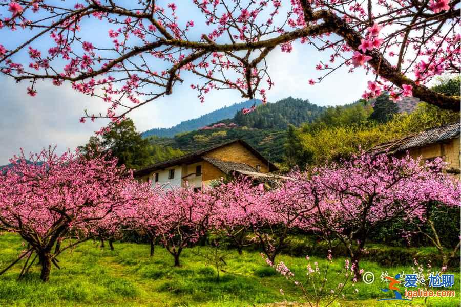 盤點國內(nèi)最美的桃花勝地，別說我沒告訴你！？