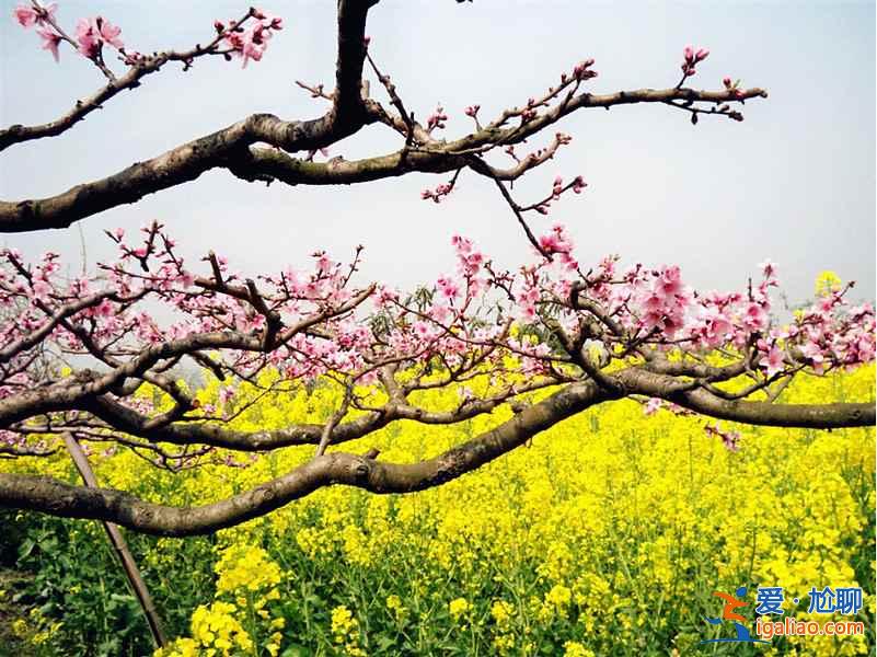 盤點國內(nèi)最美的桃花勝地，別說我沒告訴你！？