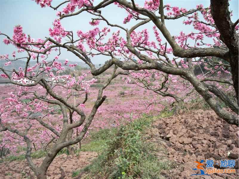 2017平谷桃花節(jié)什么時候開始，2017平谷桃花節(jié)地址、線路？