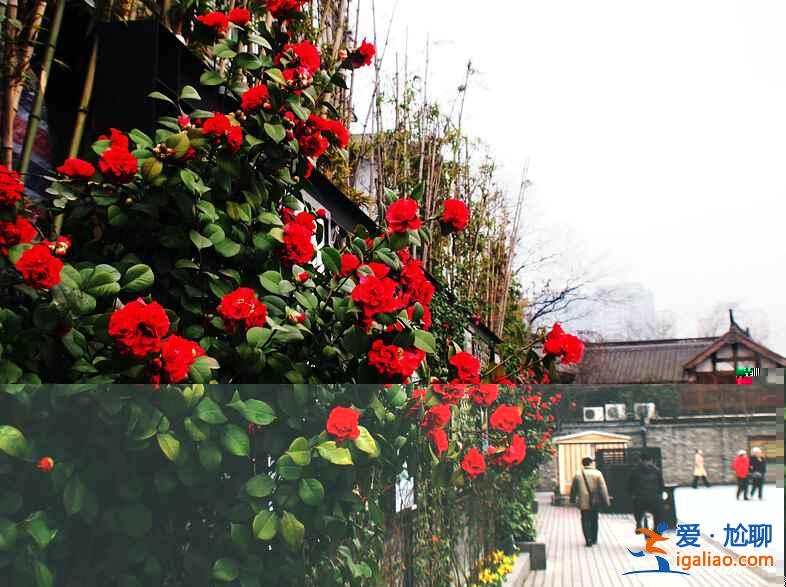 網友關于旅行目的地的神總結,你怎么看?? 網友關于旅行目的地的神總結,你怎么看??