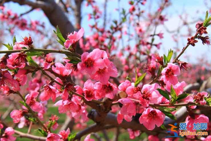 2017平谷桃花節(jié)什么時候開始，2017平谷桃花節(jié)地址、線路？