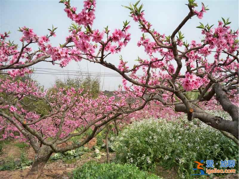 2017平谷桃花節(jié)什么時候開始，2017平谷桃花節(jié)地址、線路？