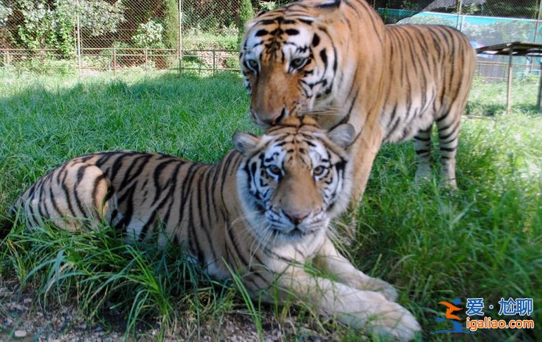 南京一動物園直播籌款|揭不開鍋了，受疫情影響損失慘重[直播籌款]？