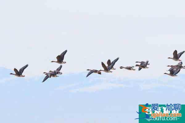 福州塔礁洲濕地公園觀鳥最佳時間? 福州塔礁洲濕地公園觀鳥最佳時間?