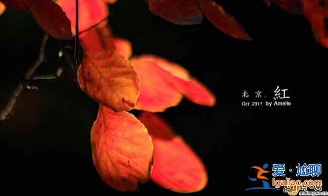 中國最美的秋景地，是時候準備出發了！？