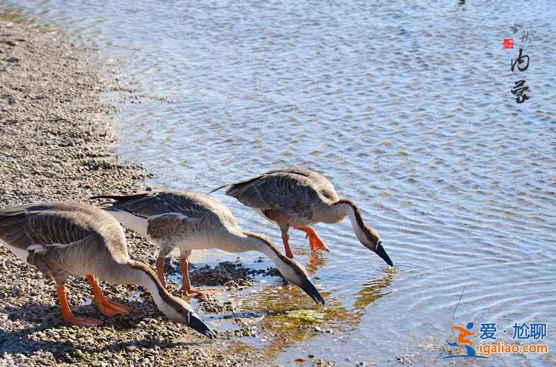 秋冬季去哪里觀鳥？盤點中國11大候鳥觀賞地？