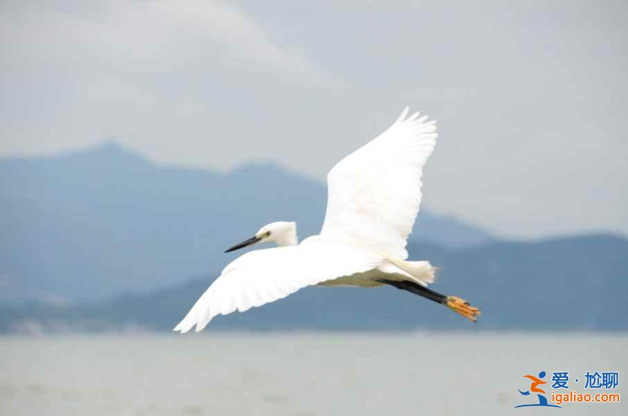秋冬季去哪里觀鳥？盤點中國11大候鳥觀賞地？
