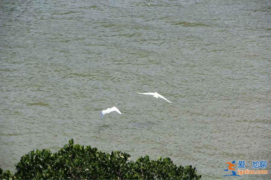 秋冬季去哪里觀鳥？盤點中國11大候鳥觀賞地？