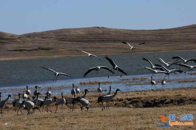 秋冬季去哪里觀鳥？盤點中國11大候鳥觀賞地？