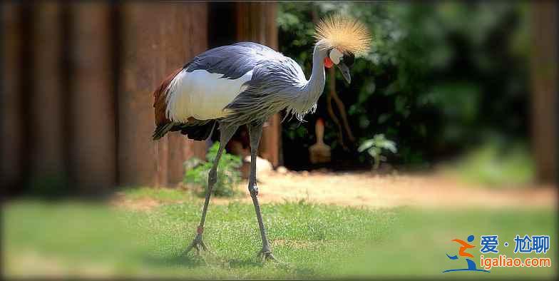 秋冬季去哪里觀鳥？盤點中國11大候鳥觀賞地？