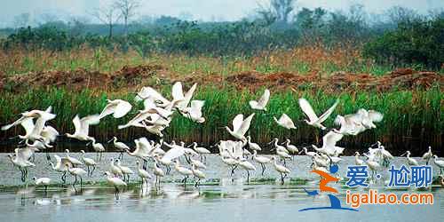 秋冬季去哪里觀鳥？盤點中國11大候鳥觀賞地？
