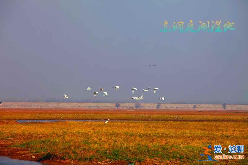 秋冬季去哪里觀鳥？盤點中國11大候鳥觀賞地？